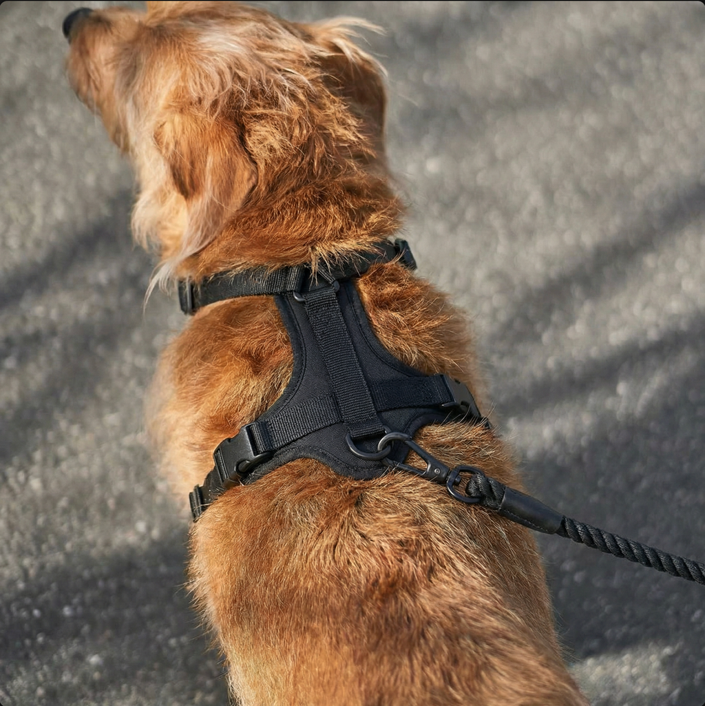 WALK Core Harness™