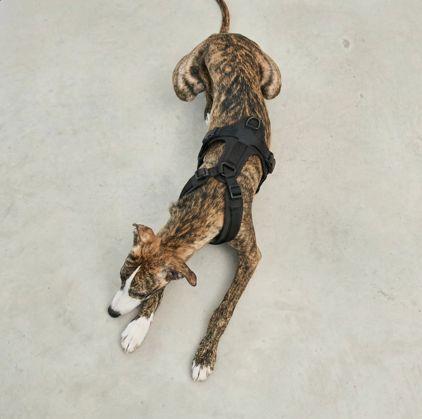 WALK Core Harness™