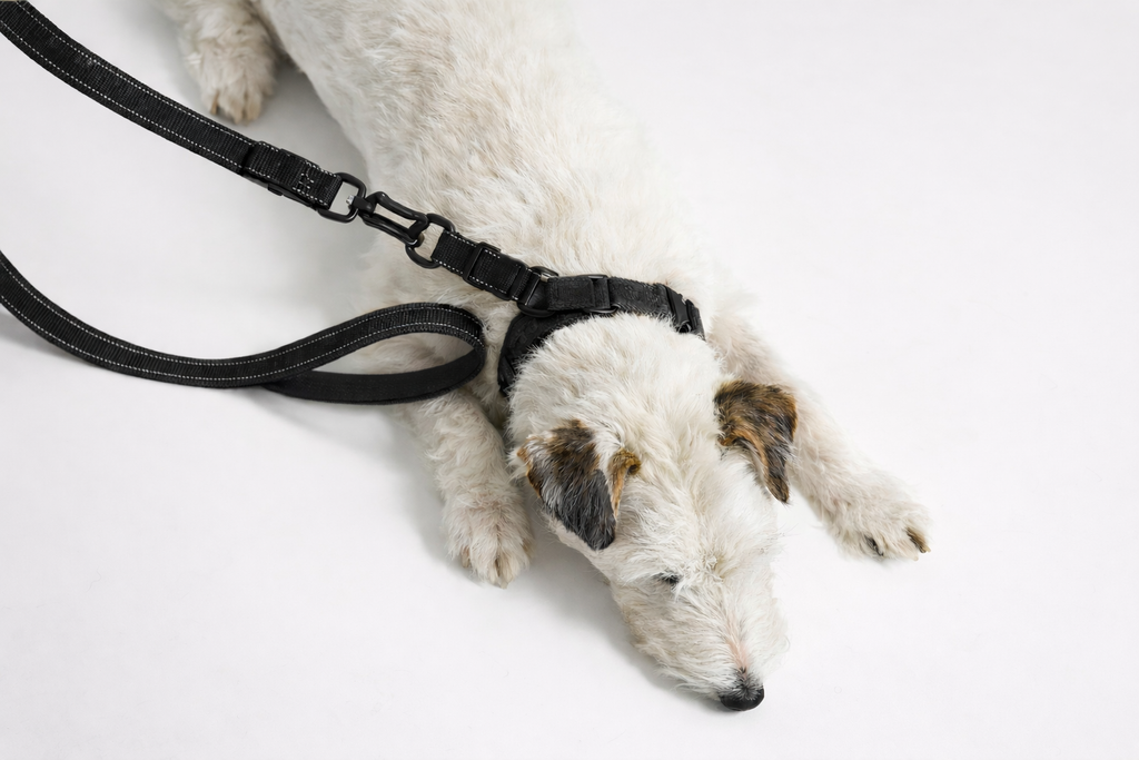 WALK Control Leash™